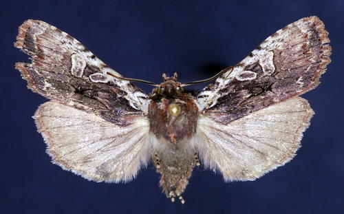 Immigrant Pinion photo 3