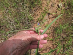 Tradescantia reverchonii