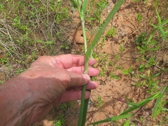 Tradescantia reverchonii