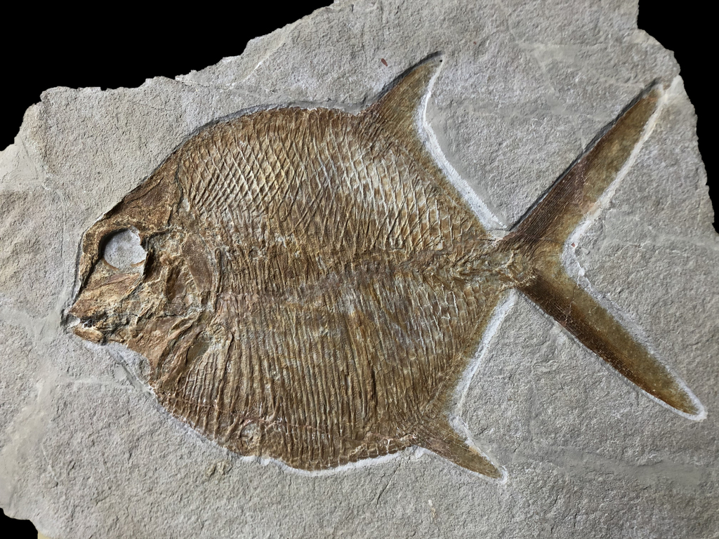 Pycnodontiformes
