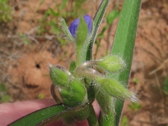 Tradescantia reverchonii