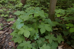 Geranium nodosum