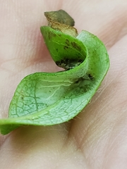 Phyllonorycter trifasciella