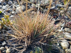Festuca gracillima