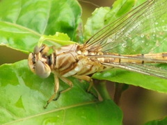 Crenigomphus hartmanni