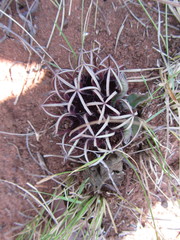 Brachystelma barberae