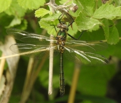 Corduliochlora borisi