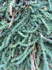 Crucianella maritima