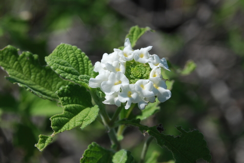 Image of Lantana peduncularis by (c) Loren Cassin Sackett, some rights reserved (CC BY)