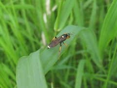 Ichneumon sarcitorius