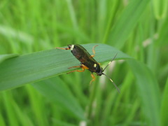 Ichneumon sarcitorius