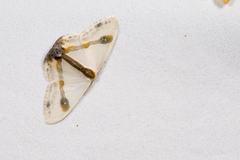 Macrocilix mysticata