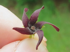 Matelea hirtelliflora