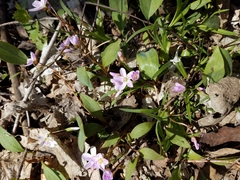 Claytonia caroliniana