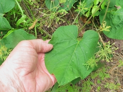 Matelea hirtelliflora
