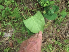 Matelea hirtelliflora