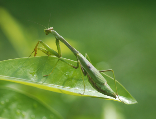 Carolina Mantis, photo 8 of 9