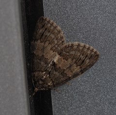 Hydriomena impluviata