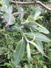 Salix exigua hindsiana