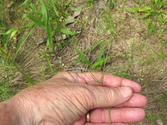Spermolepis inermis