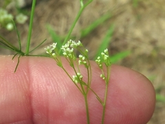 Spermolepis inermis