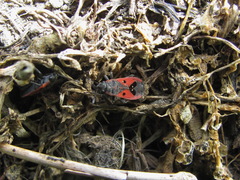 Melanocoryphus tristrami