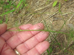 Spermolepis inermis