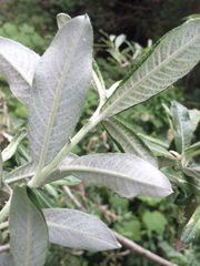 Salix exigua hindsiana