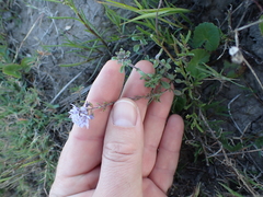 Phyllopodium cuneifolium