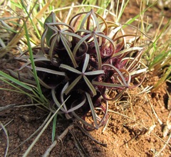 Brachystelma barberae