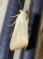 Bagisara buxea