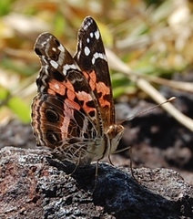 Vanessa myrinna