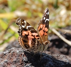 Vanessa myrinna