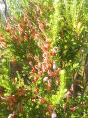Erica perspicua