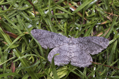 Hypomecis punctinalis