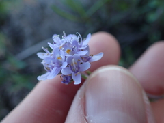 Phyllopodium cuneifolium