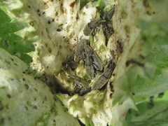 Lixus cardui