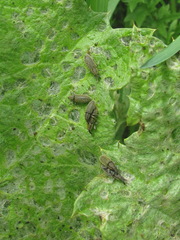 Lixus cardui