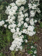 Spiraea cantoniensis