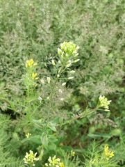 Camelina