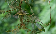 Pogonotriccus ophthalmicus