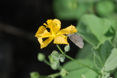 Leptotes parrhasioides