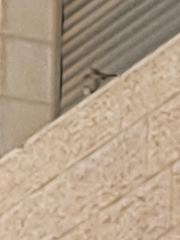 Ptyonoprogne fuligula