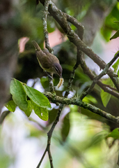 Vireo chivi