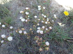 Lampranthus productus
