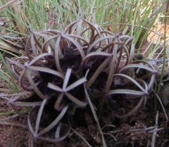 Brachystelma barberae