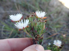 Lampranthus productus