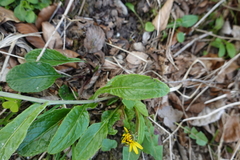 Tephroseris helenitis