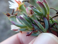 Lampranthus productus