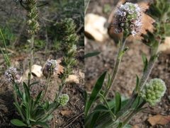 Echiostachys ecklonianus